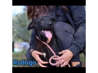 RODRIGO E ABBONDIO CUCCIOLI IN ADOZIONE