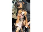 MARILYN, splendida cucciolona