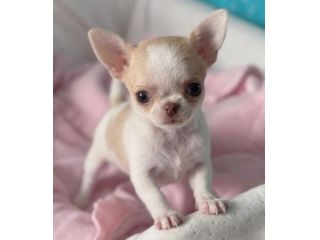 CHIHUAHUA TOY CUCCIOLI DISPONIBILI da 50 euro al mese