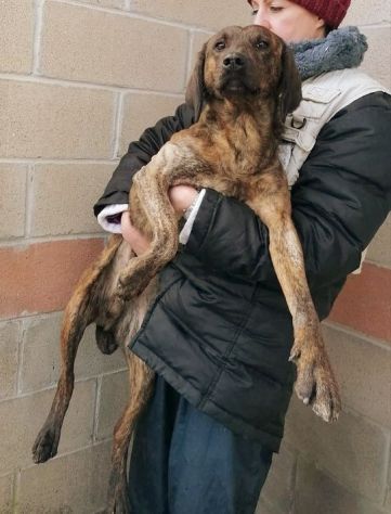 RUDY, CAGNOLINO IN ADOZIONE - Foto 6
