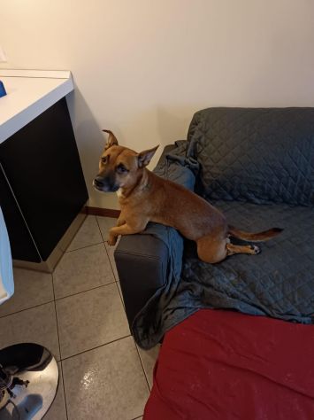 PABLO, 4 ANNI (02/07/22), LA SUA FAMIGLIA NON LO VUOLE PIU'! - Foto 3