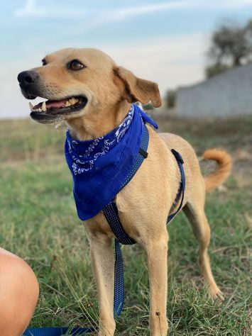 Zico il cagnolino che aspetta una famiglia - Foto 2