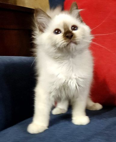 Gatto sacro di Birmania - Foto 2