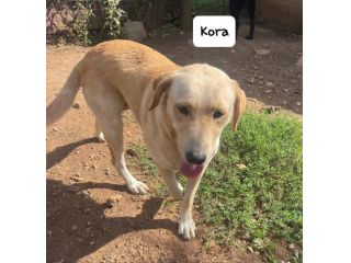 Kora simil labrador