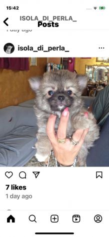Chihuahua pelo lungo - Foto 3