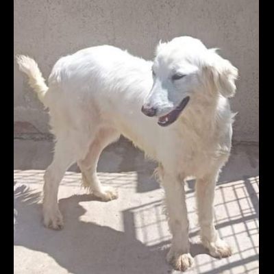 MELODY MIX GOLDEN RETRIVER CUCCIOLONA IN ADOZIONE