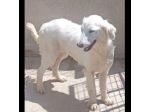MELODY MIX GOLDEN RETRIVER  CUCCIOLONA IN ADOZIONE