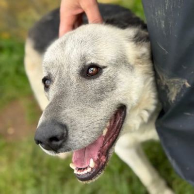 JAZZ AMOREVOLE CANE IN ADOZIONE - Foto 4