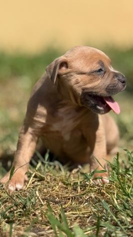 Amstaff cuccioli Blu Fawn - Foto 2