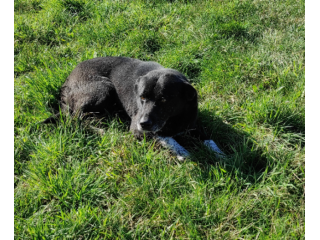CANE IN ADOZIONE: ZEUS, taglia medio contenuta.