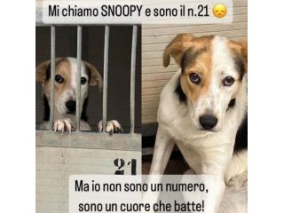 SNOOPY CAGNOLINO IN ADOZIONE