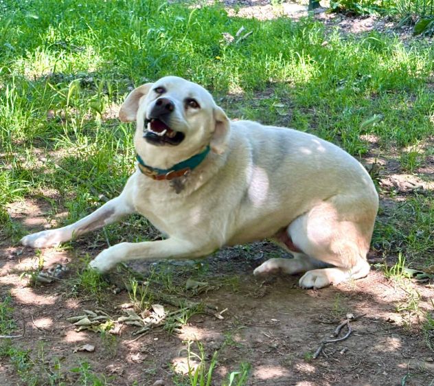 Bella labrador - Foto 3