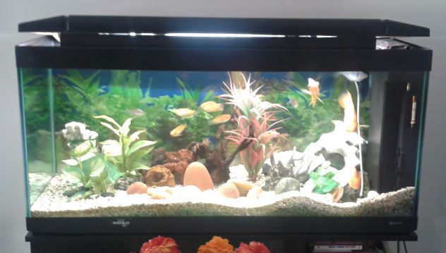 Acquario usato 340 litri (125x62x49) + mobile (125x71x49)