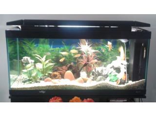 Acquario usato 340 litri (125x62x49) + mobile (125x71x49)