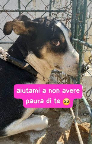 TERRY 5 ANNI 15/18 kg IN CANILE - Foto 10