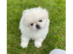 Fantastici cuccioli di pechinese