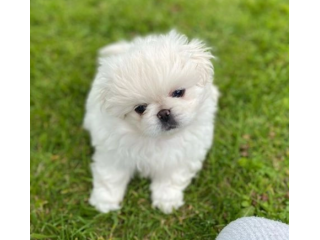 Fantastici cuccioli di pechinese