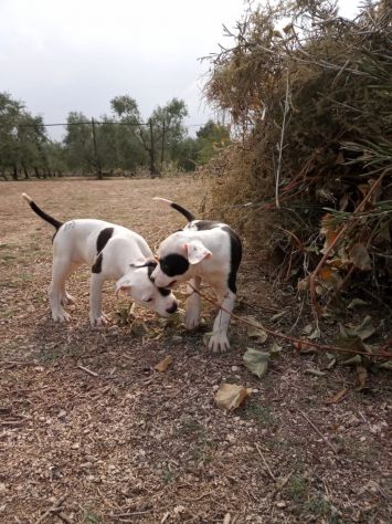 Allevamento Amstaff PEDIGREE ENCI in Basilicata Campania Puglia - Foto 3