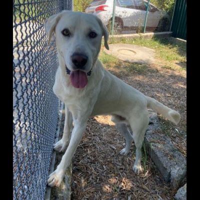 CAGNOLINO CERCA CASA: HOTSPOT GIOIOSO E SOCIEVOLE
