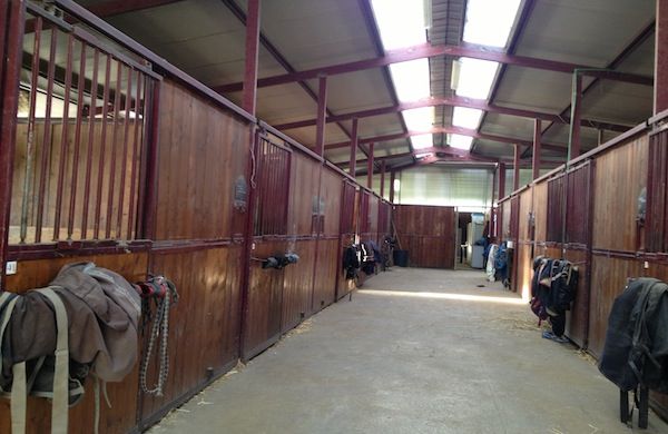 Cavalli - Allevamenti - Maneggi - Foto 4