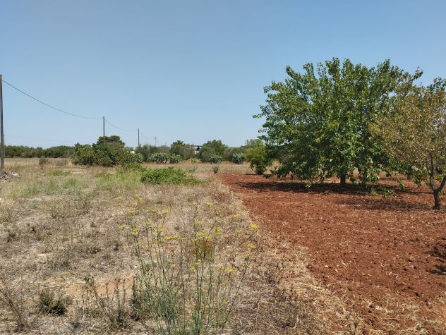 Terreno agricolo in vendita a Casarano 12.000 mq - Foto 5
