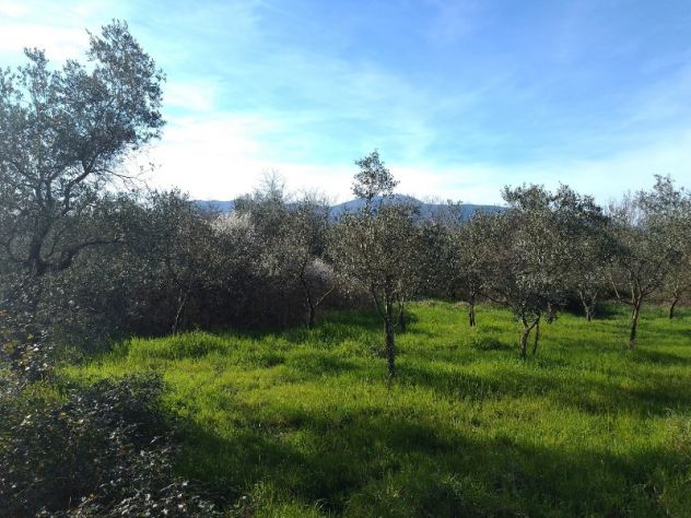 Terreno agricolo a Montecalvoli ( PI ) - Foto 8