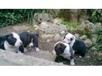 Cuccioli Amstaff a Bari e provincia in Puglia