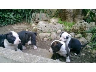 Cuccioli Amstaff a Bari e provincia in Puglia
