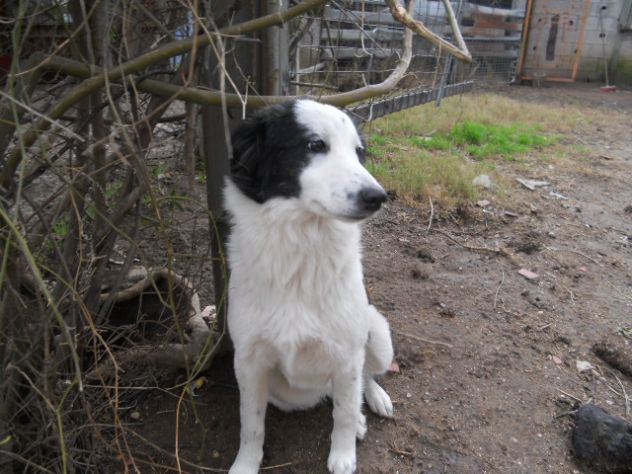 LOLA, bellissima cucciolotta - Foto 5
