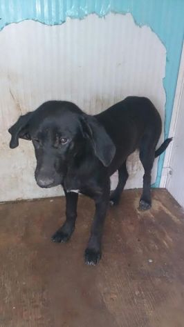 SPERANZA, tenera cagnolina in cerca d'amore - Foto 3