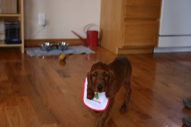 cuccioli di Setter Irlandese - Foto 2