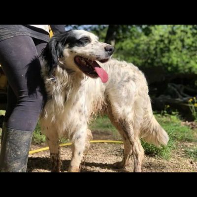 CEDRIC, SETTER INGLESE, UNA MERAVIGLIA CHE CERCA CASA, CANE IN ADOZIONE - Foto 9