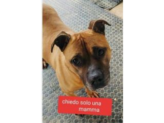 Pitbull 8 anni triste,rassegnato,nessuno gli ha voluto veramente bene ALESSAND