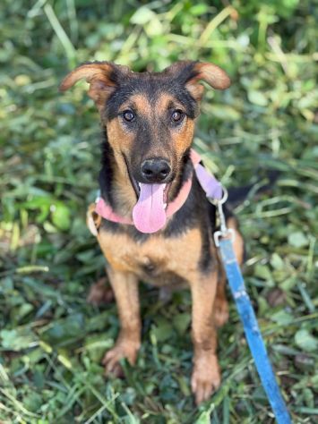 DOBBY, cucciolo mix PASTORINO dolcissimo! - Foto 3