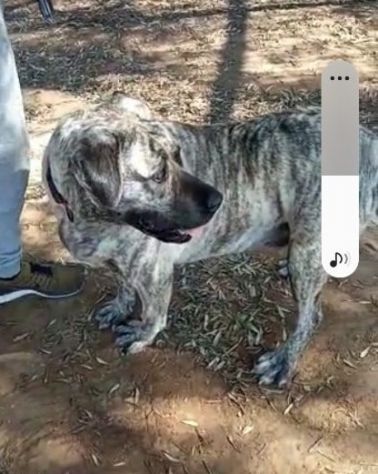 Simil Corso 4anni tigrata trovata al sud magrissima,buonissima SOS AIUTI ROMA - Foto 5