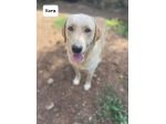 Kora simil labrador