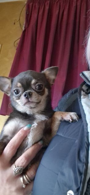 Cuccioli di chihuahua - Foto 2
