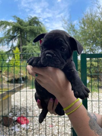 Cuccioli di Bouledogue Francese - Foto 3