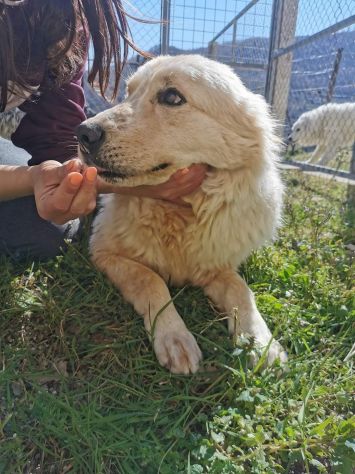 RENZO MAESTOSAMENTE MERAVIGLIOSO CANE IN ADOZIONE - Foto 5
