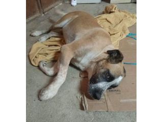 LEO ADORABILE E COCCOLONE CANE IN ADOZIONE