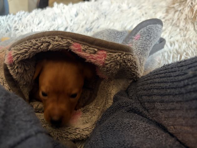 Cuccioli di Pinscher nano puri - Foto 4