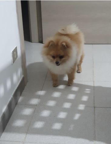 Disponibile maschio spitz di pomerania nano per monta. - Foto 4