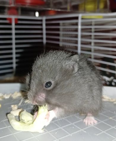 Cuccioli criceti - Foto 3