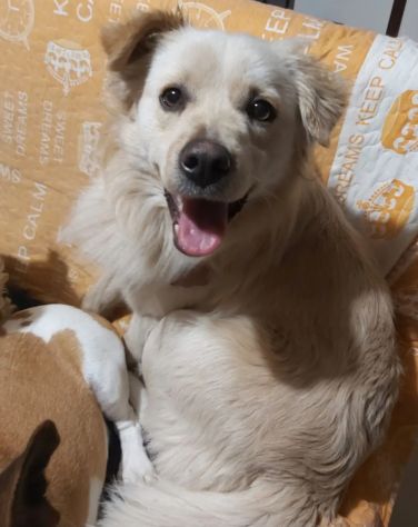 2anni kg12 maschietto sbattuto fuori casa.REGGIO CALABRIA - Foto 4