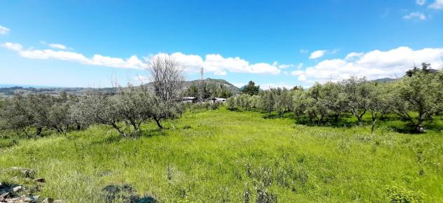 Uliveto in vendita a Montecorvino Rovella - Foto 13