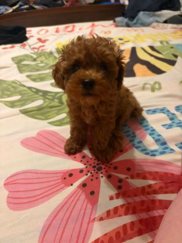 Cuccioli Barboncino Toy - Foto 3
