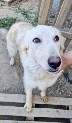 CHLOE cagnolina tg. Grande cerca con urgenza una nuova famiglia - Foto 4