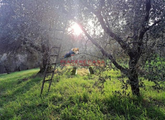 Bagnoregio (Civita di Bagnoregio) - Vendesi casale da ristrutturare con terreno in un bel contesto di campagna. - Foto 6