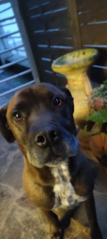 THOR, 5 ANNI (08/09/20), TAGLIA MEDIA, COSTRETTO A CERCARE UNA NUOVA CASA! - Foto 2