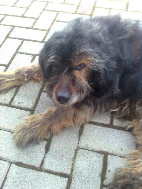 CHICCO, cane da pet therapy - Foto 2